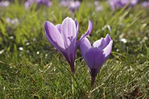 Purple Crocuses Prints: Purple crocuses (Crocus)