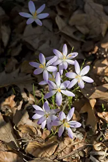Early Spring Blooms Germany Prints: Purple crocuses (Crocus, Crocus) in the forest