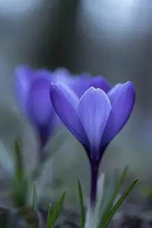 Central European Nature Scene Prints: Purple spring crocus (Crocus vernus)