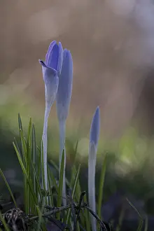 Purple Spring Crocus Prints: Purple spring crocus (Crocus vernus)