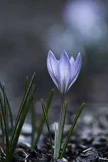 Purple Spring Crocus Prints: Purple spring crocus (Crocus vernus)
