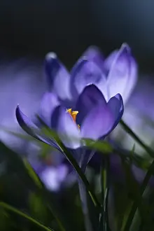 First Day Of Spring Flowers Prints: Purple spring crocus (Crocus vernus)