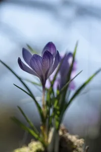 Purple Spring Crocus Prints: Purple spring crocus (Crocus vernus)