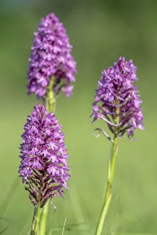 Western European Wildflowers Prints: Pyramidal orchid in a meadow in spring