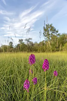 Western European Wildflowers Prints: Pyramidal orchid in a meadow in spring