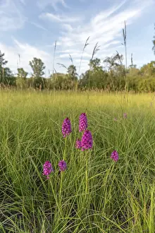 Pyramidal Orchid Prints: Pyramidal orchid in a meadow in spring