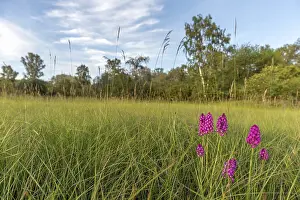 Pyramidal Orchid Prints: Pyramidal orchid in a meadow in spring