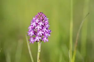 Springtime Wildflowers Europe Prints: Pyramidal orchid in a meadow in spring
