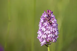 Pyramidal Orchid Prints: Pyramidal orchid in a meadow in spring