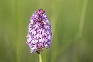 Springtime Wildflowers Europe Prints: Pyramidal orchid in a meadow in spring