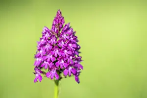 Pyramidal Orchid Prints: Pyramidal orchid in a meadow in spring