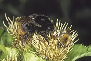 Orange Colored Insect Prints: Pyrobombus lapidarius, rock bumblebee (queen)