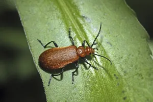 Fauna In Natural Habitats Prints: Pyrochroa, fire beetle