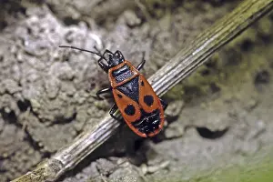 Orange Colored Wildlife Prints: Pyrrhocoris apterus, fire bug