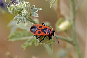 True Bug Insect Prints: Pyrrhocoris apterus, fire bug