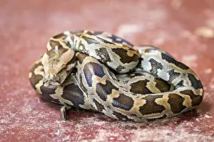 Scaled Reptile Habitat Prints: Python on a reddish ground, showing itself coiled with a distinctive pattern