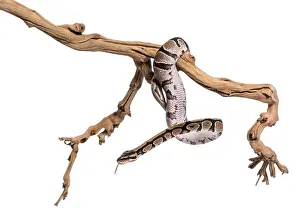 White Studio Background Wildlife Prints: Python regius, against white background