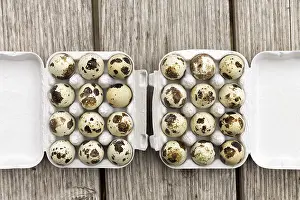 Quail Eggs, Two Dozen in a Box Print