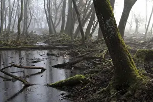 Deciduous Tree Stump Prints: Quarry forest in Bavaria