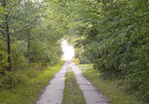 Fischland Dar Zingst Peninsula Prints: A quiet forest path through green trees