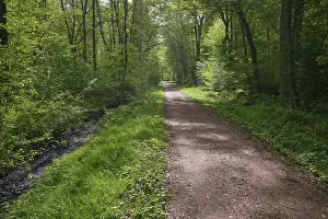 German Forest Landscape Prints: A quiet forest path, lined with trees