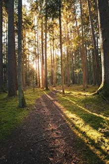 Calw District Scenery Prints: A quiet path through the forest