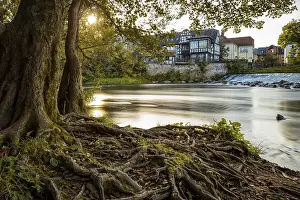 Evening River Scene Prints: A quiet river with trees and roots in the foreground