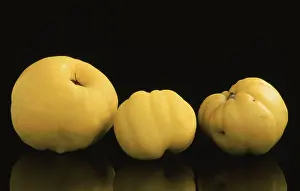 Fruit Nutrition Prints: Quinces