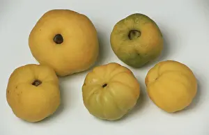Quince Fruit Prints: Quinces