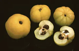 Fruit Nutrition Facts Prints: Quinces