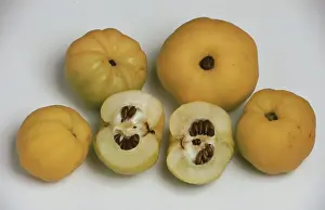 Quince Fruit Prints: Quinces