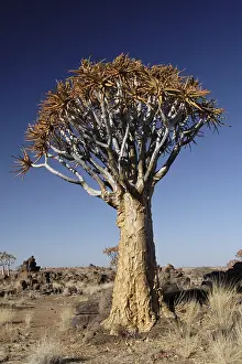 Barren Desert Landscape Photos Prints: A quiver tree in the desert in Namibia