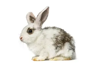 Isolated Animal Image Prints: Rabbit