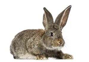 Isolated Against White Background Prints: Rabbit, isolated on white