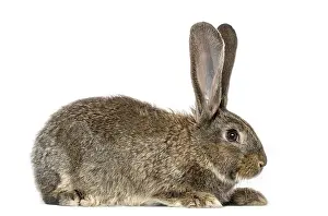 White Background Bunny Prints: Rabbit, isolated on white