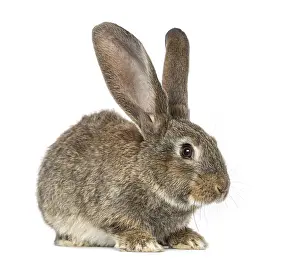 White Background Bunny Prints: Rabbit, isolated on white