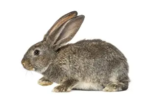 White Background Bunny Prints: Rabbit, isolated on white