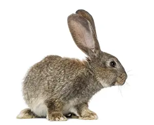 Lagomorpha Animal Photo Prints: Rabbit, isolated on white
