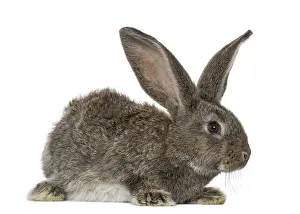 White Plain Colored Background Prints: Rabbit, isolated on white