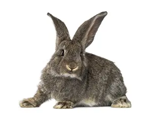 Single Colored Background Image Prints: Rabbit, isolated on white