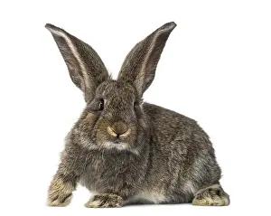 Studio Shot Of A Rabbit Prints: Rabbit, isolated on white