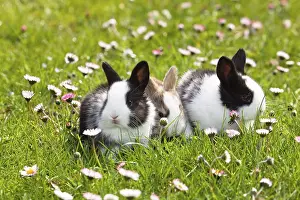 Bavaria Garden Scene Prints: Rabbit (Oryctolagus cuniculus)