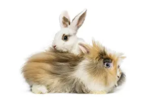 White Studio Background Animals Prints: Two rabbits
