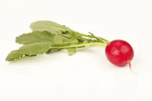 Balanced Diet Food Images Prints: Radish