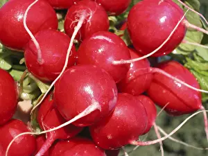 Colorful Vegetable Prints: Radish