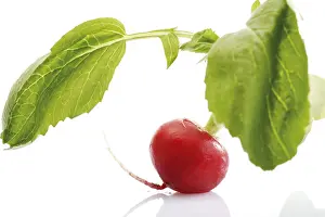 Balanced Diet Grocery List Prints: Radish