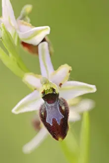 Western European Wildflowers Prints: Ragwort in splendour (Ophrys splendida)