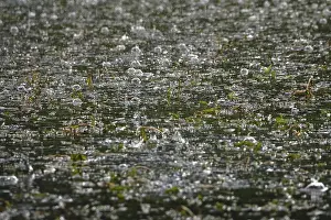 Germany Landscape Photo Prints: Rain falling on a pond, May, Germany