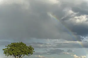 Prismatic Colors In The Sky Prints: Rainbow appears in rain clouds in spring