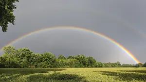 Vechta Germany Landscape Prints: Rainbow over a cornfield, Vechta